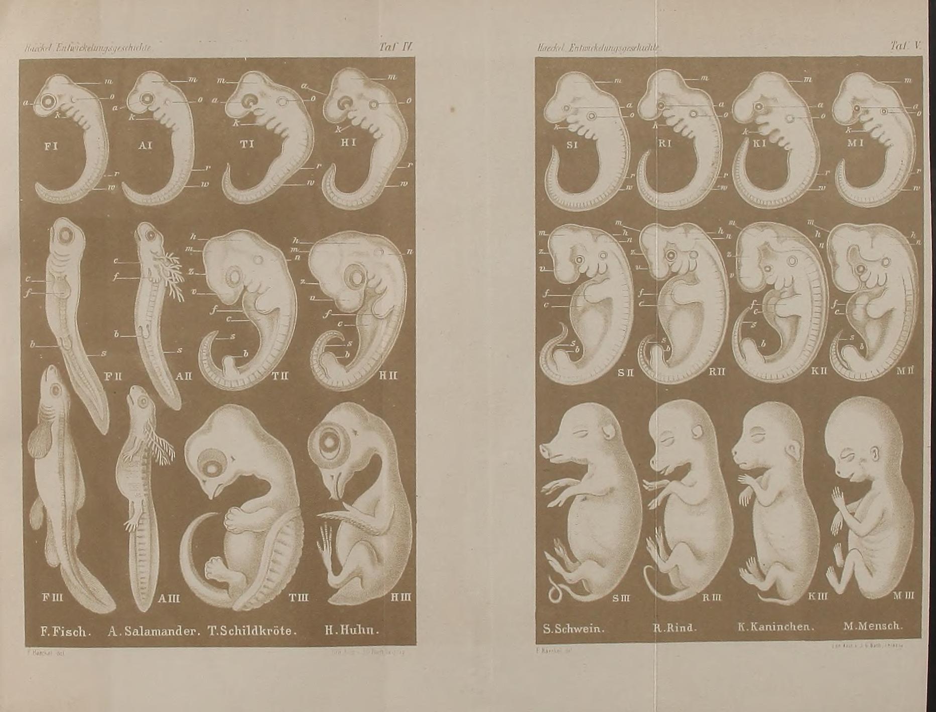 Plates IV and V of Haeckel's Anthropogenie, 1874:  eight species in columns, three stages in rows.